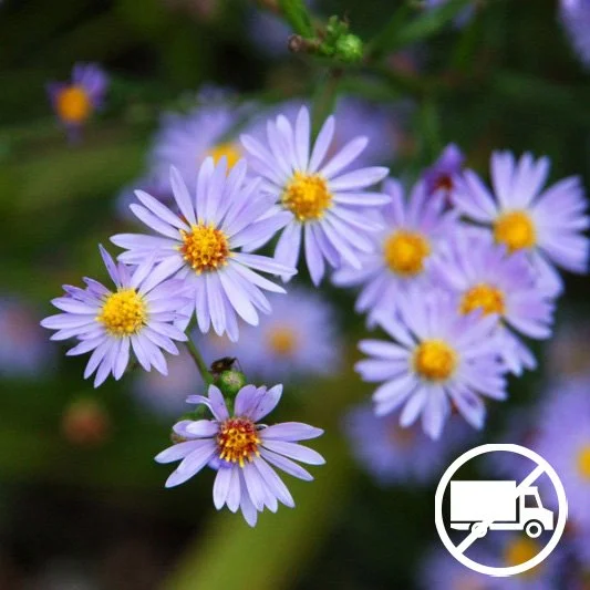 Sky Blue Aster Aster oolentangiense 3 pack of pots Blazing